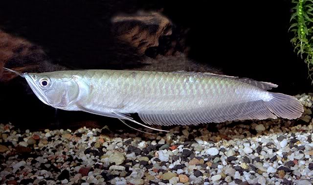 Arowana (Ostoglossum Bicirrhosum) 15 cm