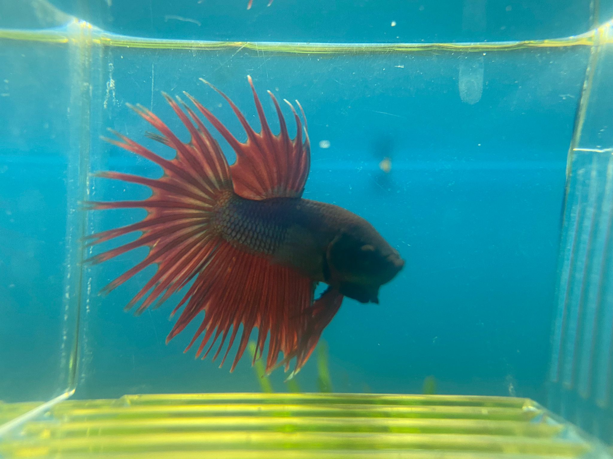 Betta Corona Macho Mustard Gas 4-5cm (FOTO REAL)