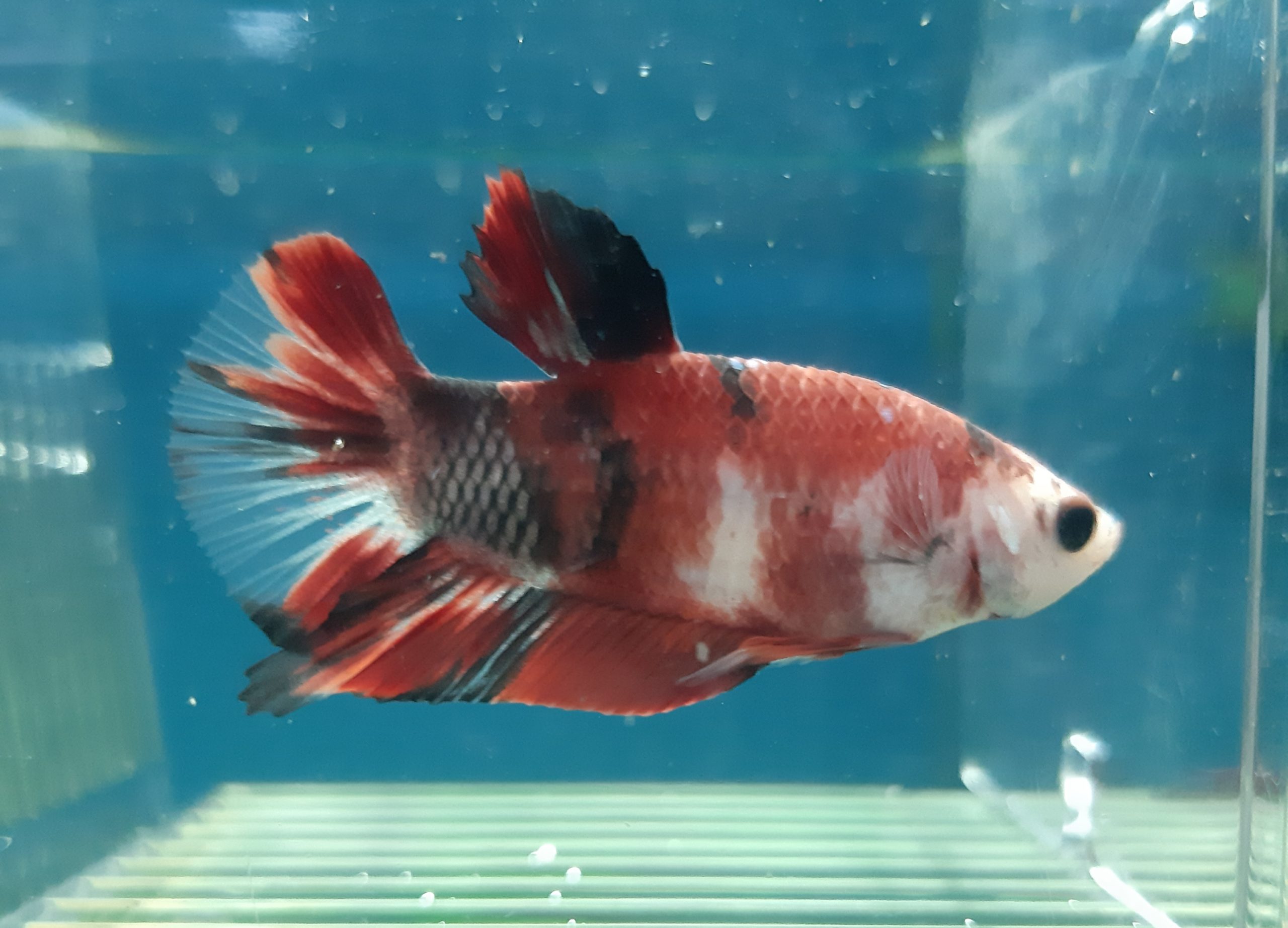 Betta Plackat Koi Macho 4-5cm