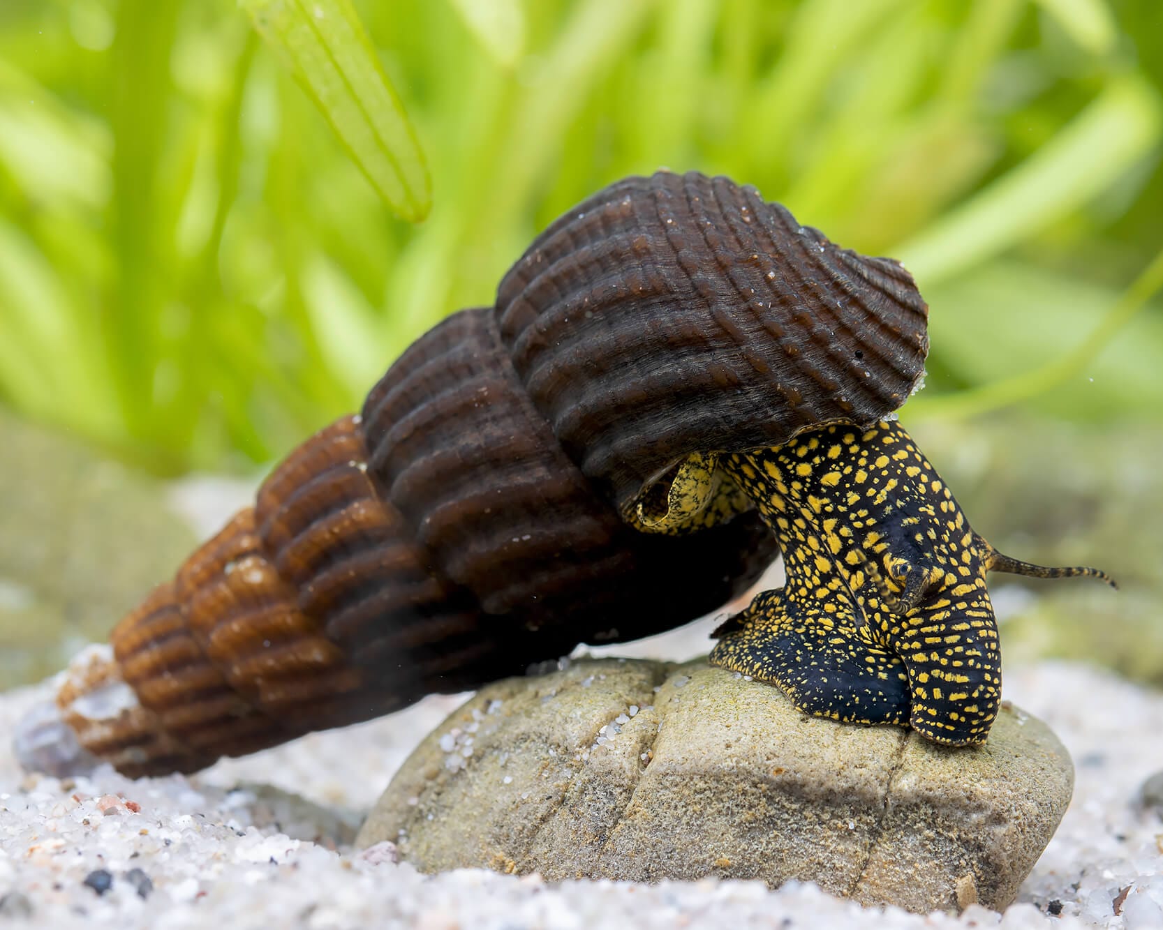 Caracol Conejo Negro/Amarillo (Tylomelania Towutensis)