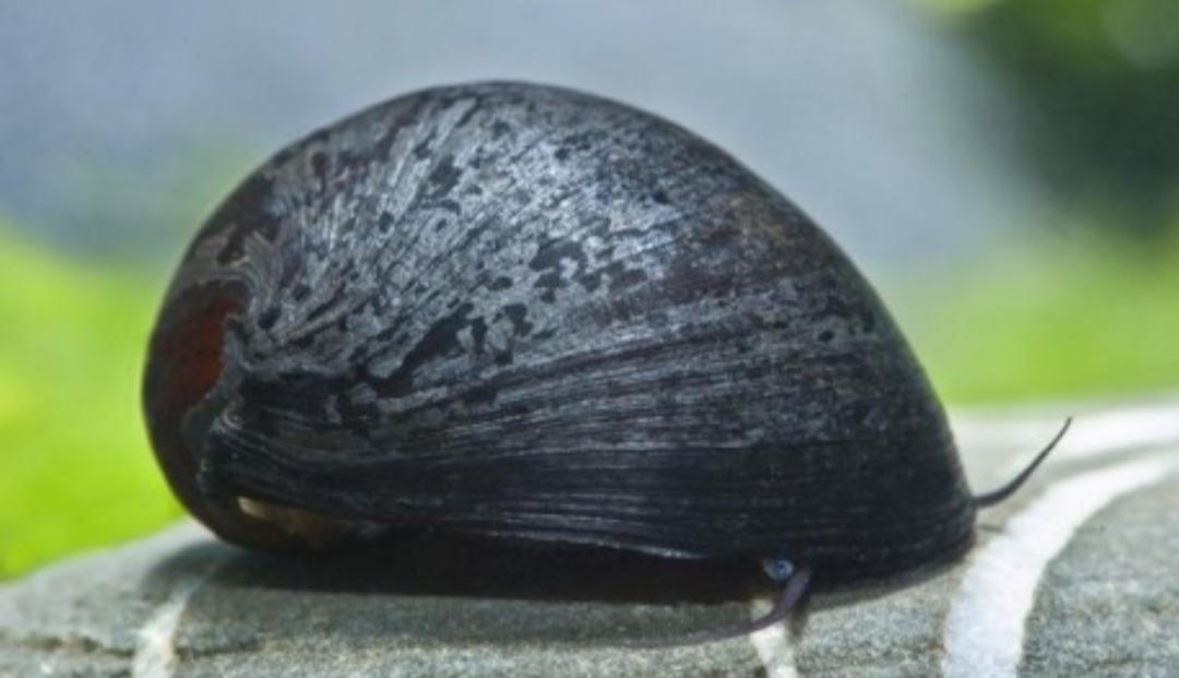 Caracol nerritina sp 2cm