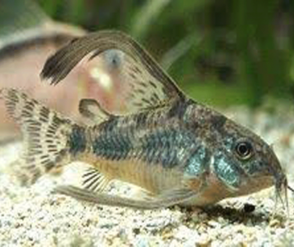 Corydora paleatus (pimienta) velo