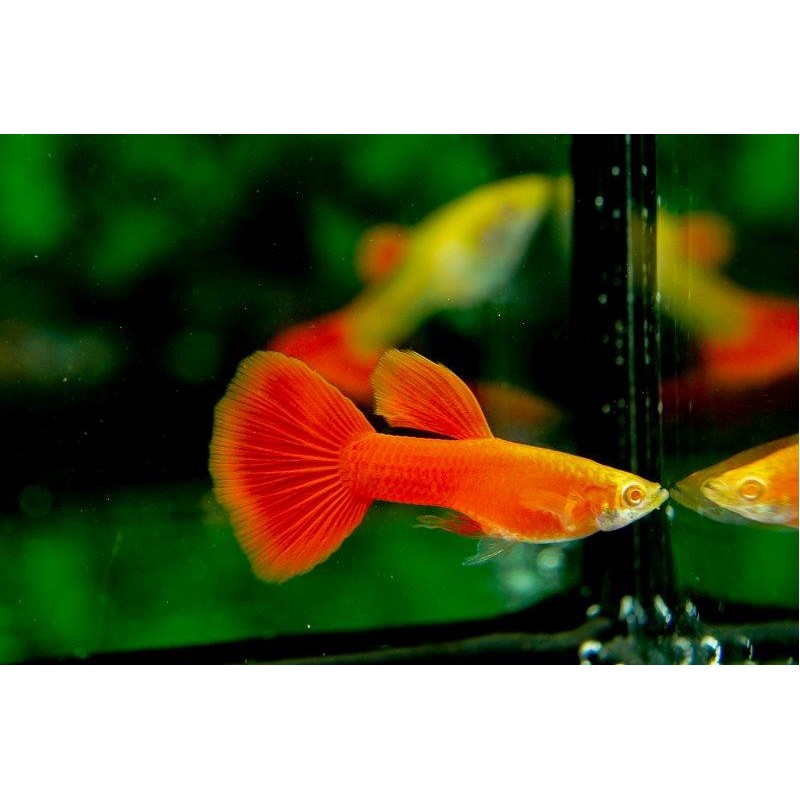 Guppy full red albino, Macho