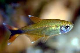 Hasemania Nana(Tetra Cobre) 2-3cm