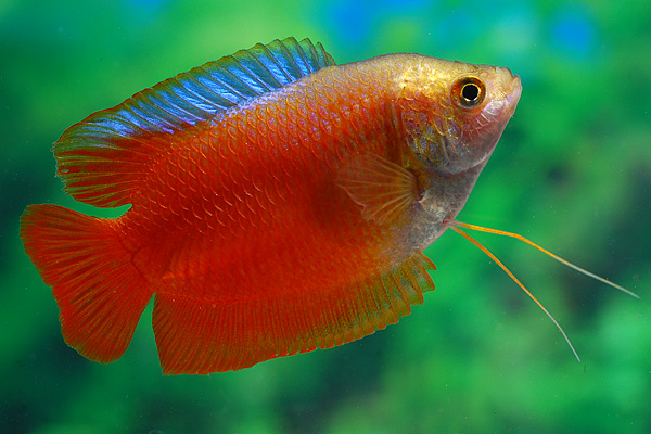 COLISA ROJA