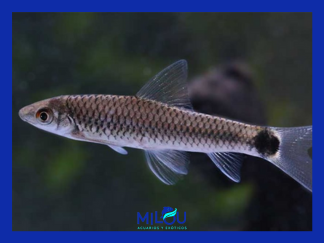 Crossocheilus Reticulatus 3-4 cm (zorro reticulado come algas rojas)