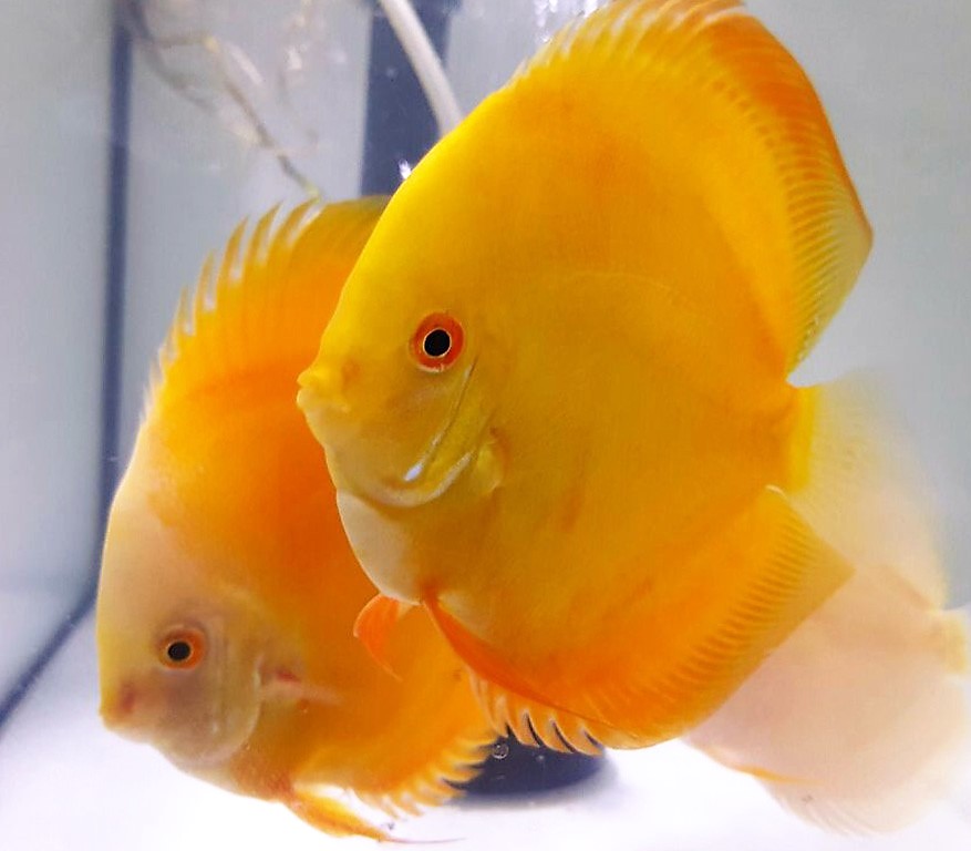 GOLDEN 10 CM