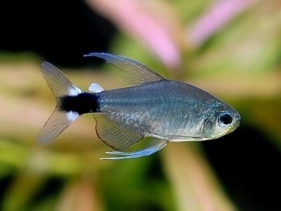 HYPHESSOBRYCON ELEACHYS