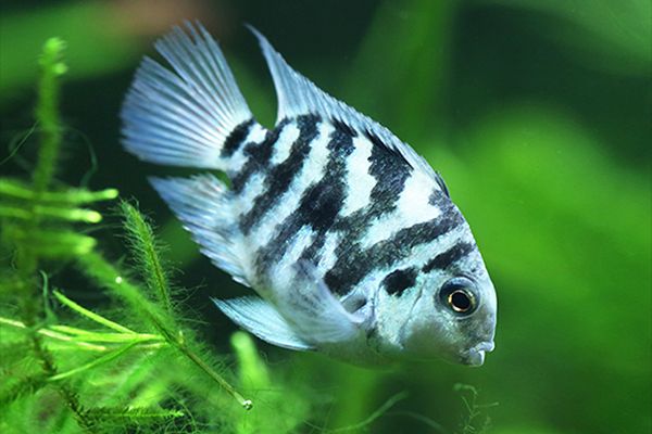 Loro Zebra Polar Blue 3cm